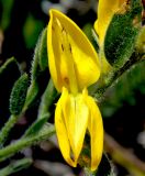 Genista humifusa