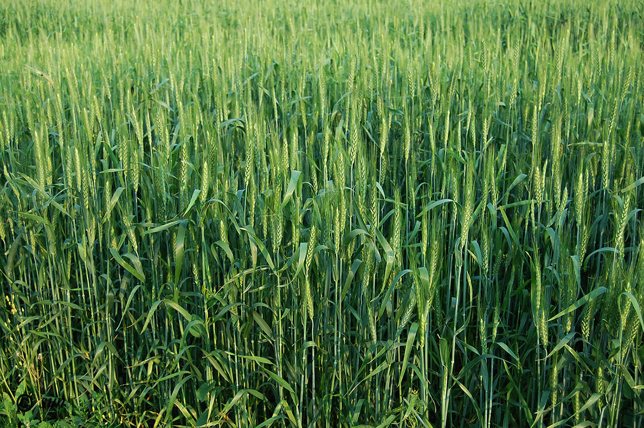 Image of Triticum durum specimen.