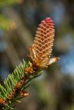 Picea abies. Верхушка побега с молодой шишкой. Псковская обл., Пушкиногорский р-н, усадьба Михайловское, еловая аллея. 08.05.2016.