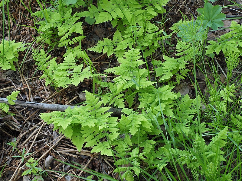 Изображение особи Gymnocarpium dryopteris.