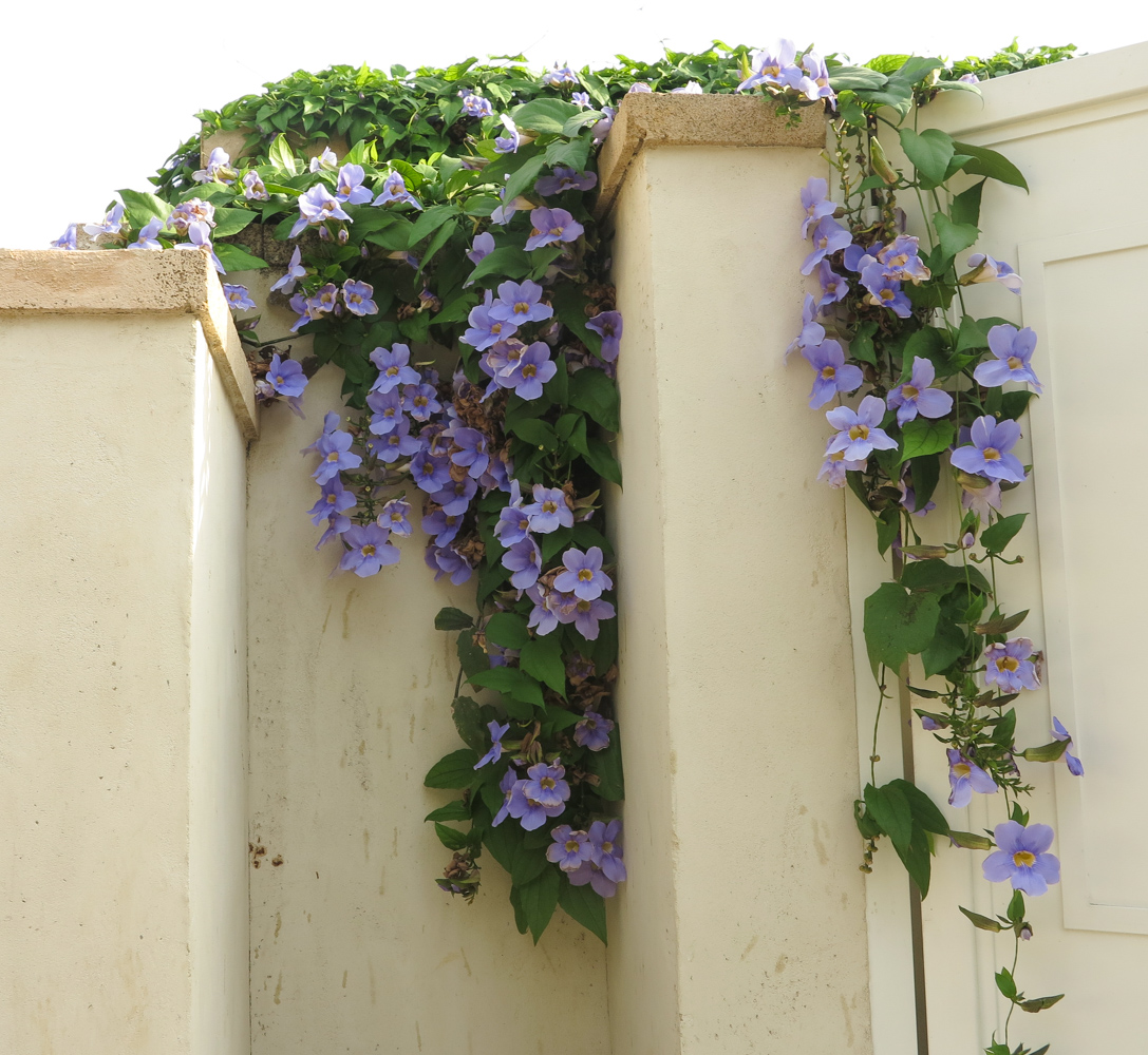 Изображение особи Thunbergia laurifolia.