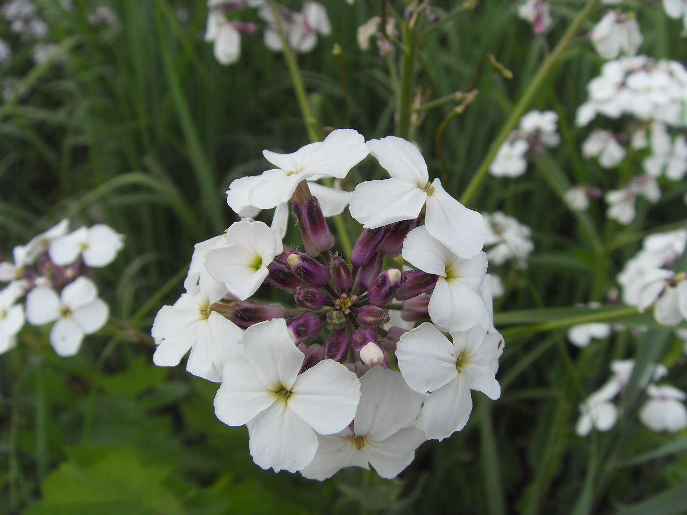 Image of Hesperis matronalis specimen.