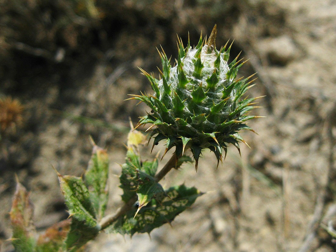 Image of Cousinia purpurea specimen.