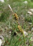 genus Carex. Верхушка побега с соплодиями и отцветшим мужским колоском. Кабардино-Балкария, Эльбрусский р-н, окр. с. Эльбрус, склон горы. 13.07.2016.