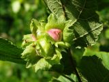 Corylus heterophylla