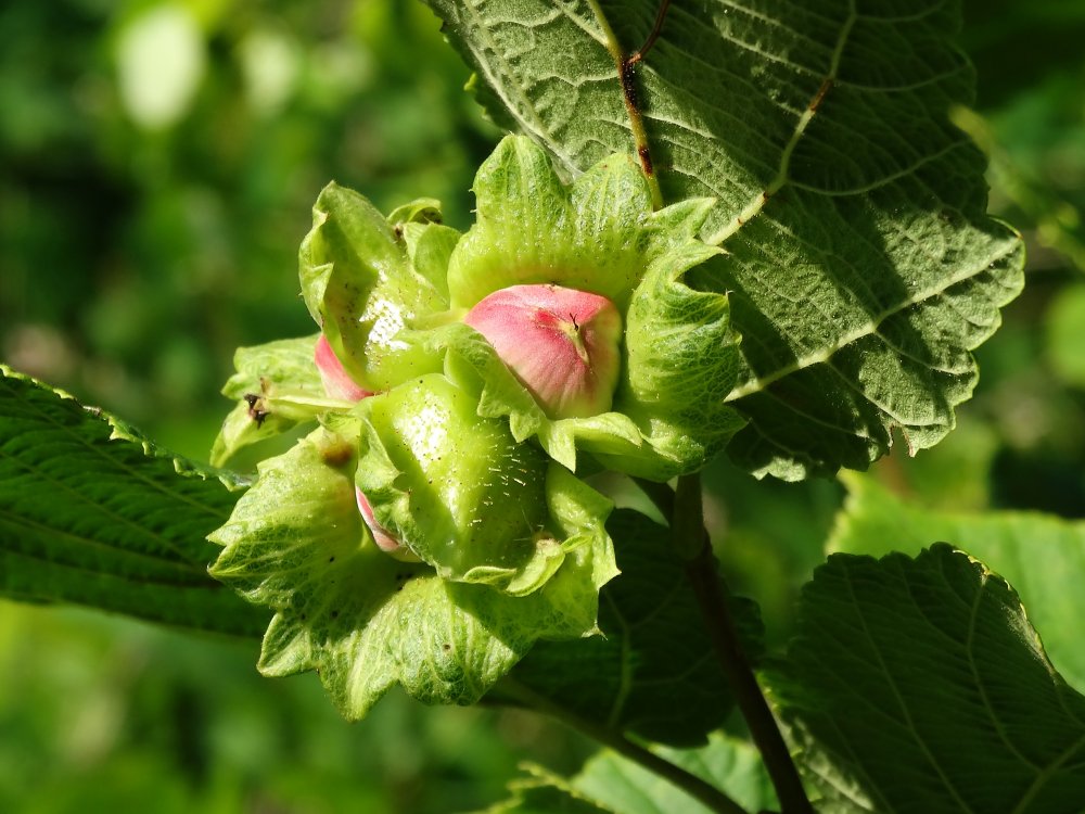 Image of Corylus heterophylla specimen.