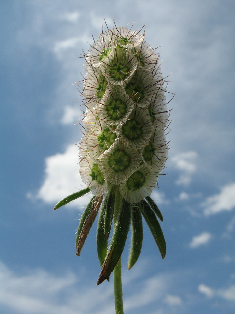 Image of Lomelosia micrantha specimen.