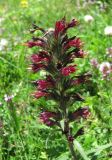 Echium russicum