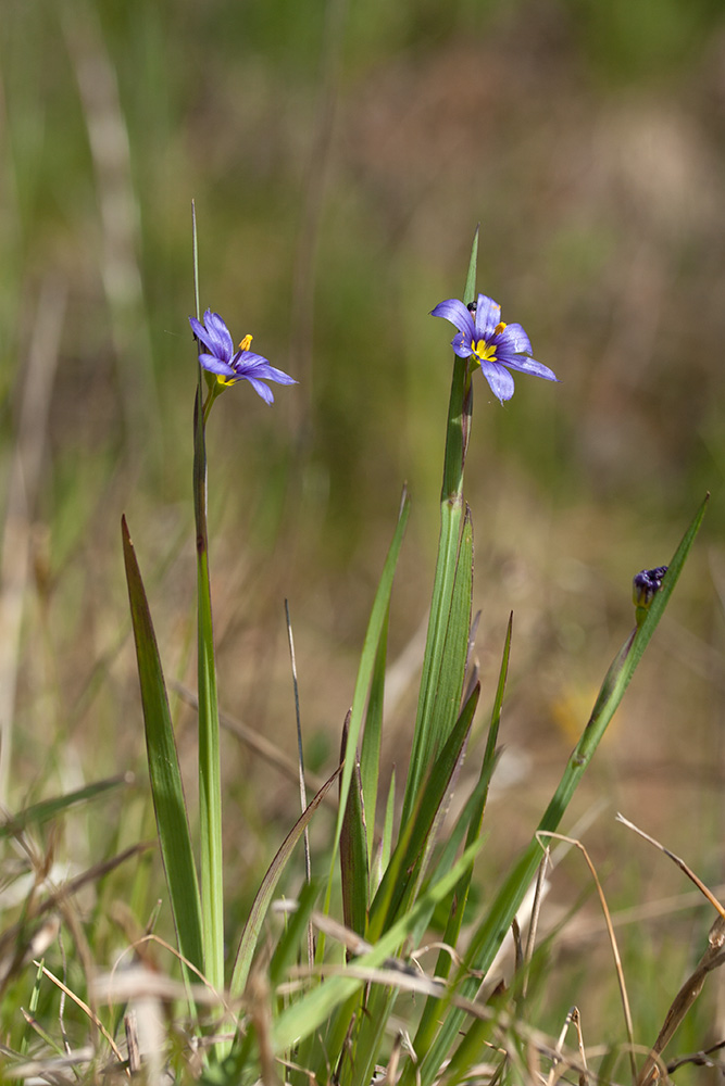 Изображение особи Sisyrinchium septentrionale.