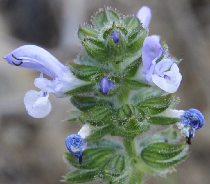 Image of Salvia verbenaca specimen.