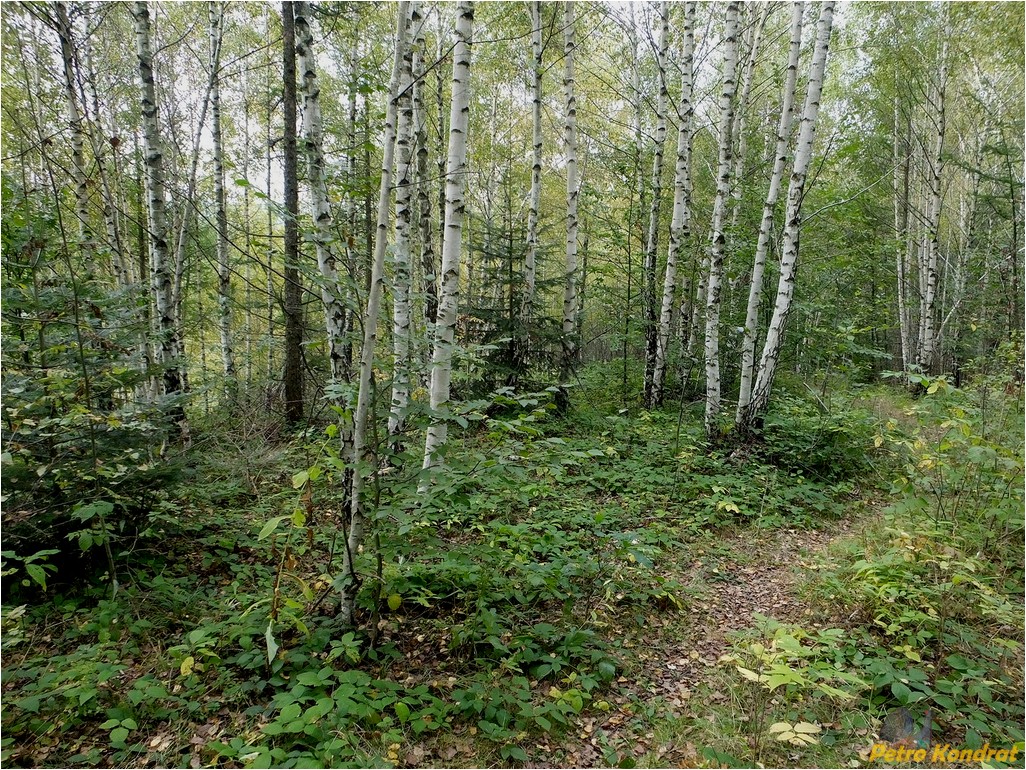 Image of genus Betula specimen.
