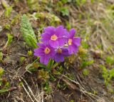 Primula amoena. Цветки. Краснодарский край, Адлерский р-н, окр. пос. Красная Поляна, гора Аибга, пик Чёрная Пирамида, растение выросло рядом с тающим снежником, выс. ≈ 2000 м н.у.м. 19.09.2016.