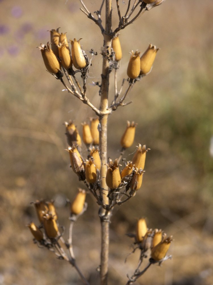 Image of Silene viscosa specimen.