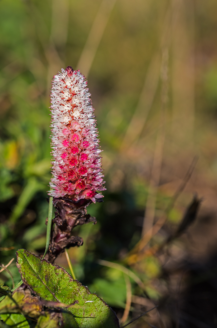 Изображение особи Orostachys maximowiczii.