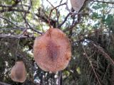Jacaranda mimosifolia