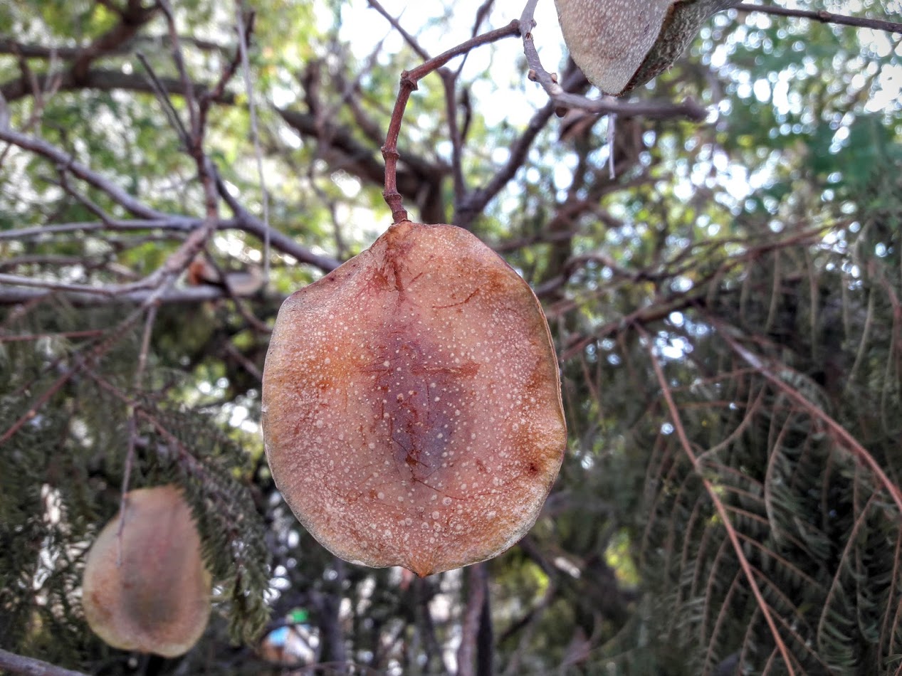 Image of Jacaranda mimosifolia specimen.