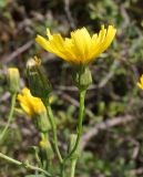 Hieracium robustum. Отцветшее и раскрывшееся соцветия. Восточный Казахстан, Глубоковский р-н, окр. с. Бобровка, сопка. 07.08.2014.