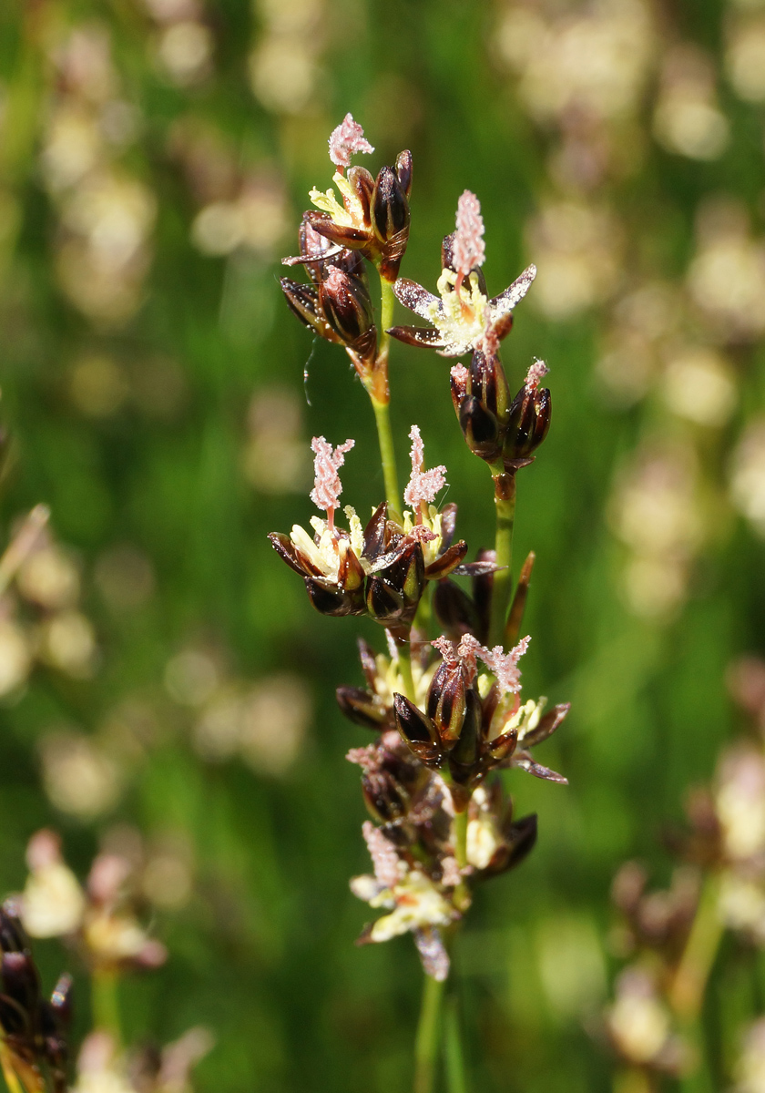 Image of Juncus gerardi specimen.