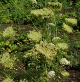 Daucus sativus