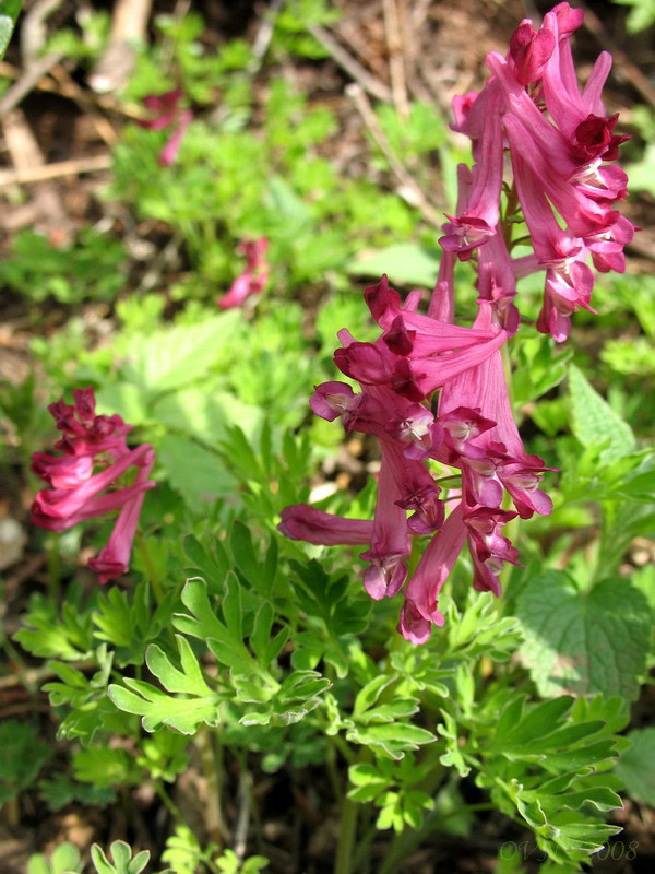 Image of Corydalis buschii specimen.