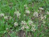 Plantago atrata