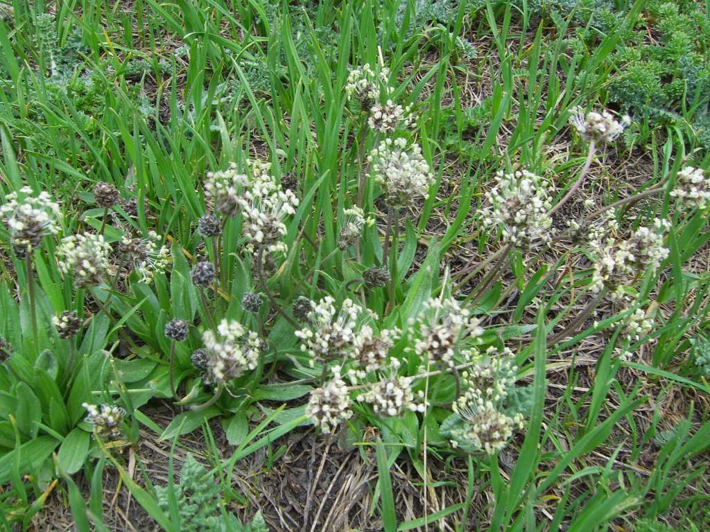 Изображение особи Plantago atrata.