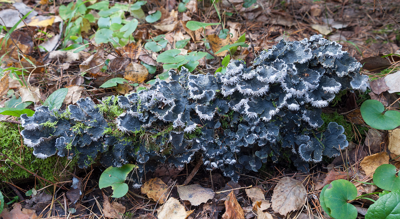 Image of Peltigera membranacea specimen.