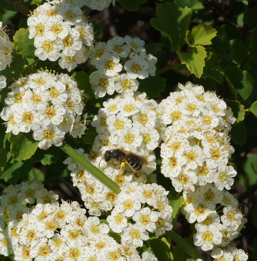 Image of Spiraea trilobata specimen.