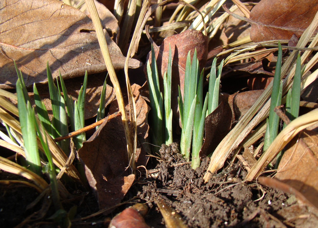 Image of Iris graminea specimen.
