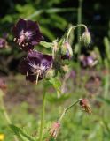 Geranium phaeum. Соцветие с бутонами и распустившимися цветками. Украина, Тернопольская обл., Кременецкий р-н, окраина г. Почаев, просека севернее города. 30.05.2015.