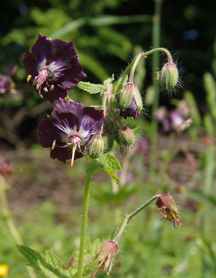 Изображение особи Geranium phaeum.