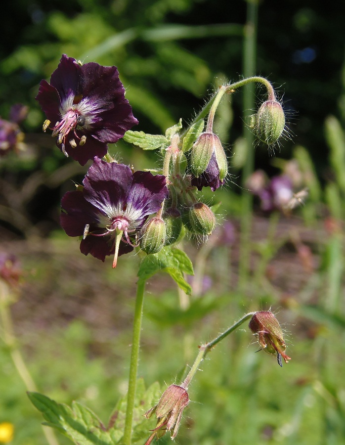 Изображение особи Geranium phaeum.