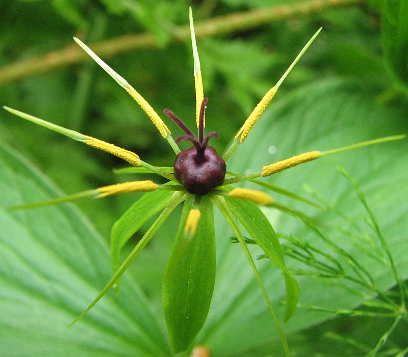 Image of Paris quadrifolia specimen.