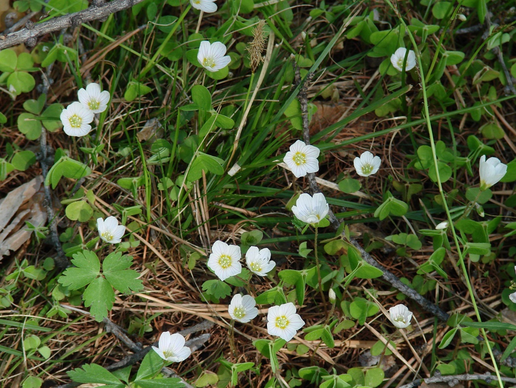 Изображение особи Oxalis acetosella.