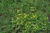 Ranunculus muricatus