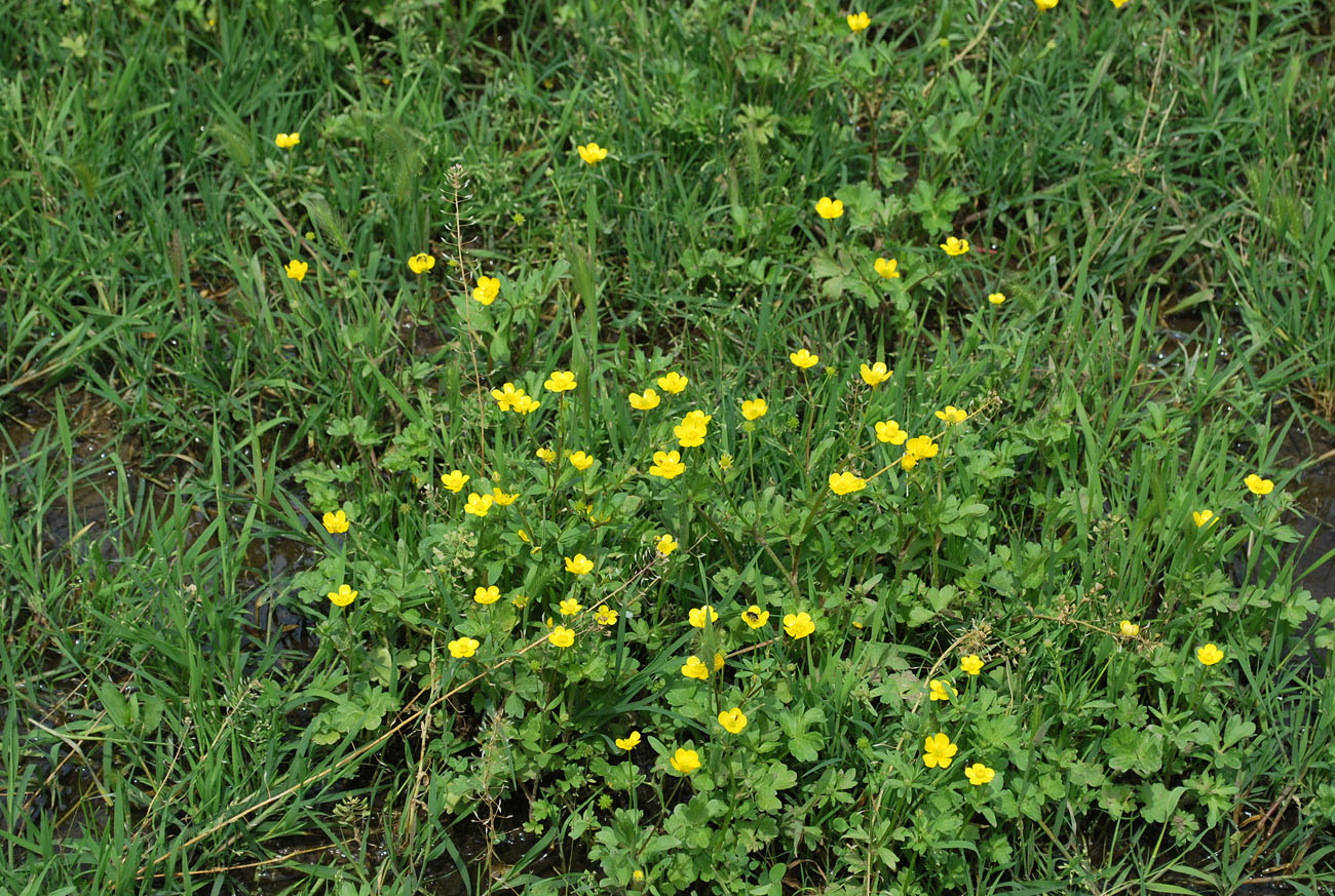 Изображение особи Ranunculus muricatus.