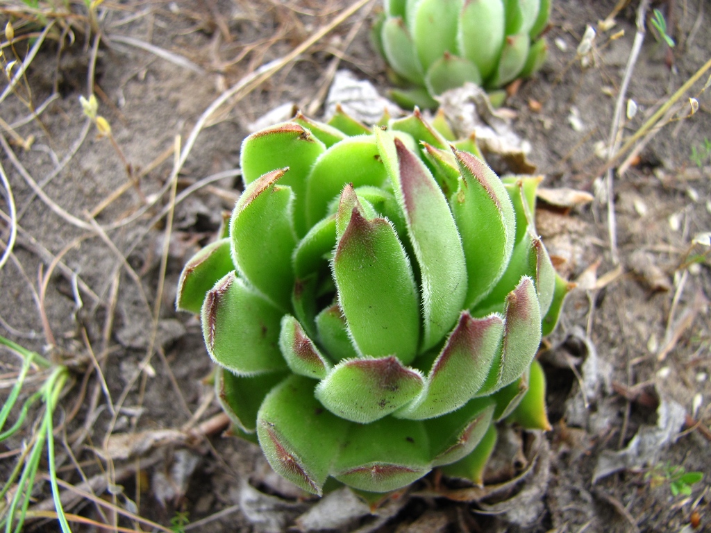 Изображение особи Sempervivum ruthenicum.