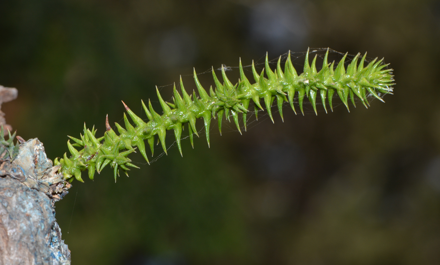 Изображение особи Araucaria angustifolia.