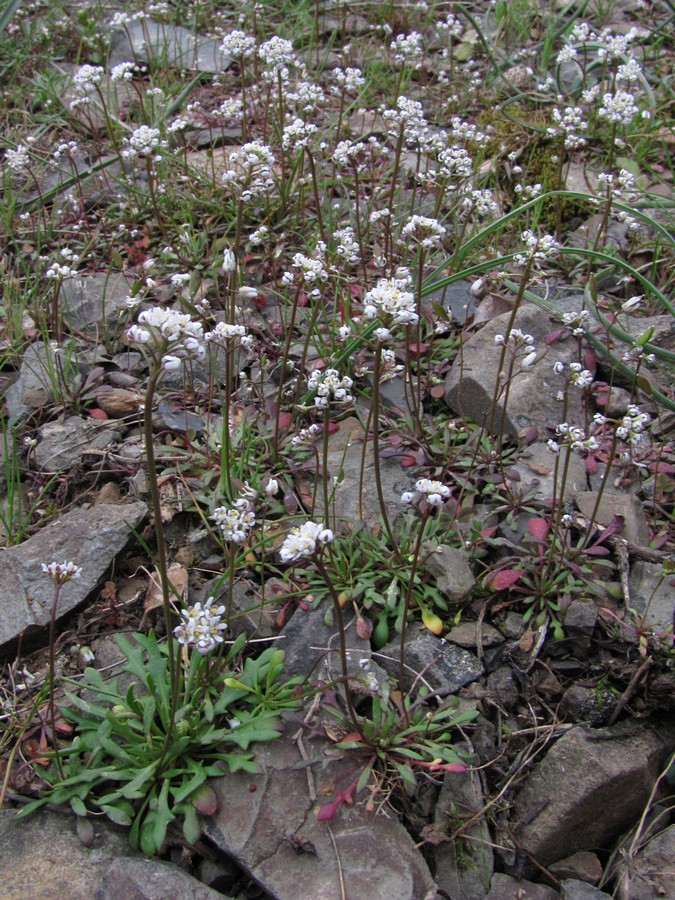 Изображение особи Teesdalia coronopifolia.