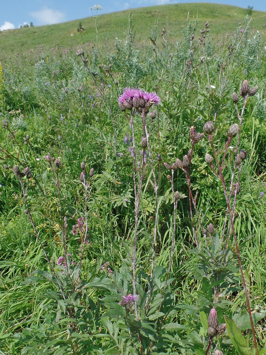 Изображение особи Serratula coronata.