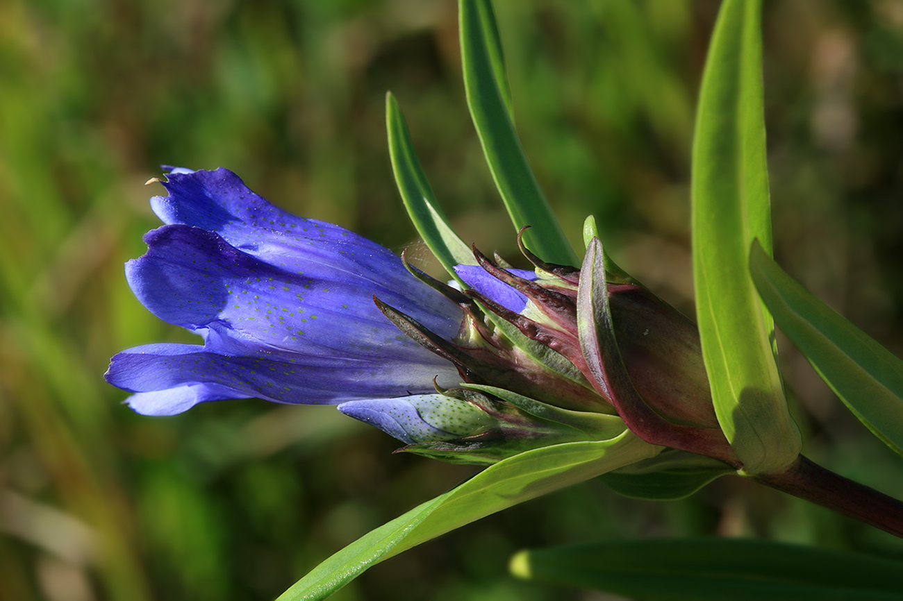 Image of Gentiana triflora specimen.