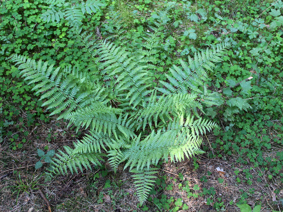 Изображение особи Dryopteris filix-mas.