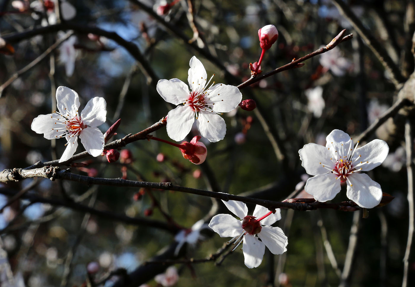 Image of Prunus cerasifera var. pissardii specimen.