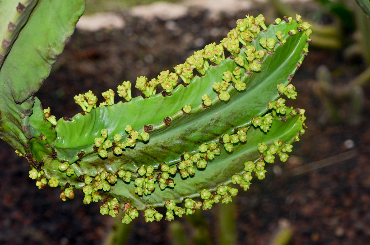 Изображение особи Euphorbia ingens.