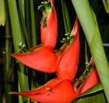 Heliconia stricta