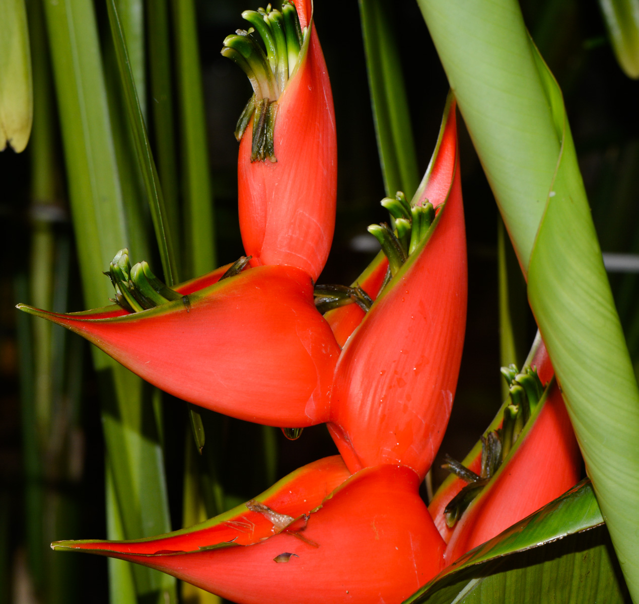 Изображение особи Heliconia stricta.