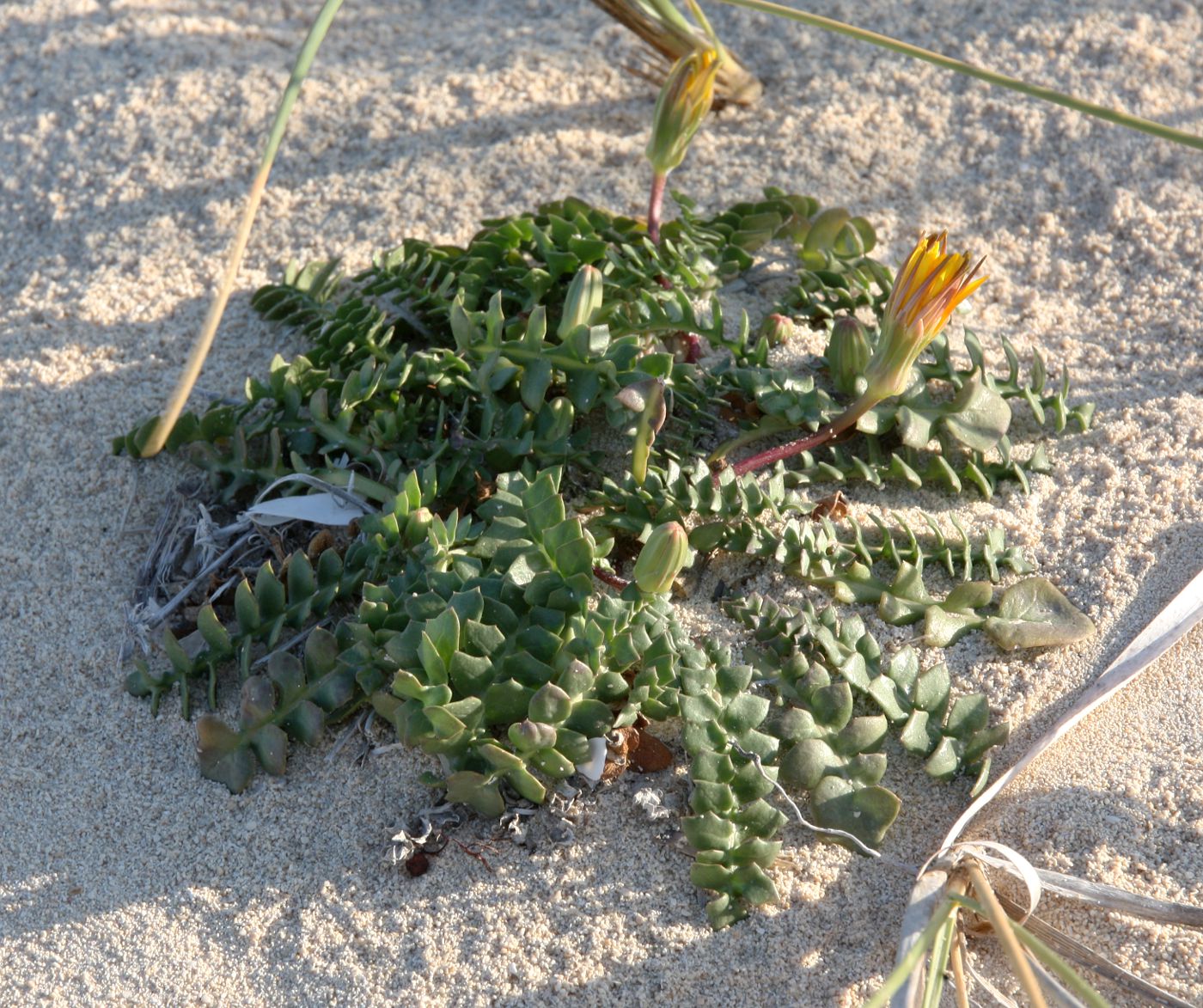 Image of Hyoseris lucida specimen.