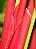 Thalia geniculata. Части побегов с основаниями листьев. Таиланд, о-в Пхукет, ботанический сад. 16.01.2017.