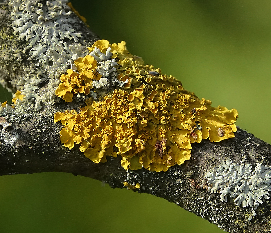 Image of Xanthoria parietina specimen.