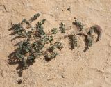 Astragalus bombycinus